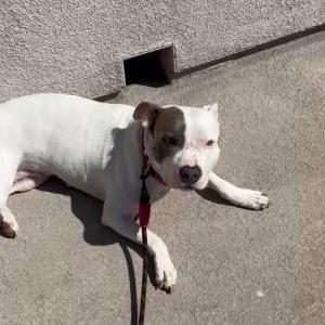 Image of Beretta, Lost Dog