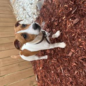 Image of Ramon, Lost Dog