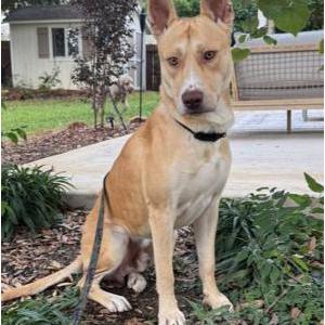 Image of Chester, Lost Dog