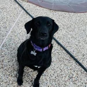 Image of Ruby, Lost Dog