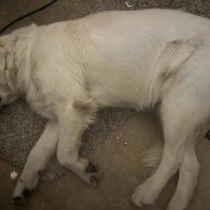 Image of unknown, Found Dog