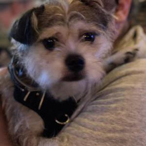 Image of Unknown, Found Dog