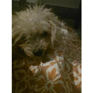 Image of Desconocido, Found Dog