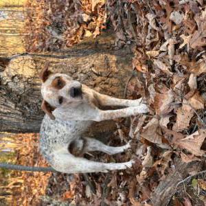 Image of Unsure, Found Dog