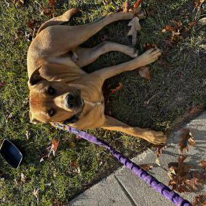 Image of Unlnown, Found Dog