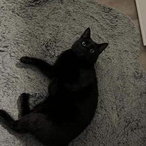 Image of Teehon, Lost Cat