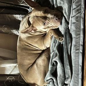 Image of Shakira, Lost Dog