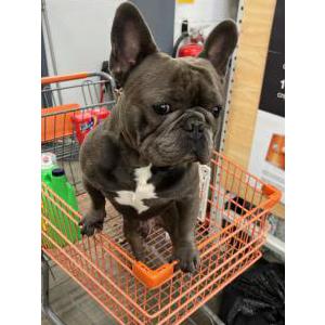 Image of Blue, Lost Dog