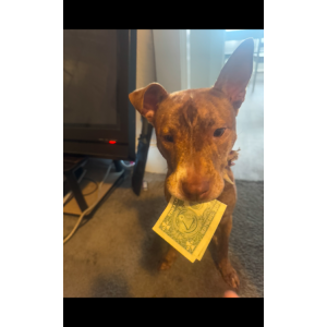 Image of Roxy, Lost Dog