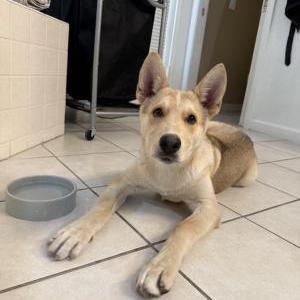 Image of Milo, Lost Dog