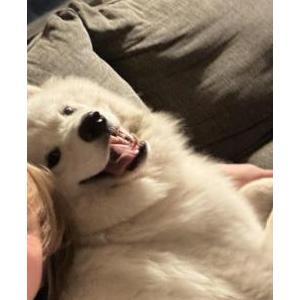 Image of Barkley, Lost Dog