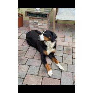 Image of Unknown, Found Dog