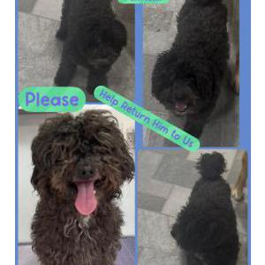 Image of Dash, Lost Dog