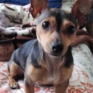 Image of Millie, Lost Dog