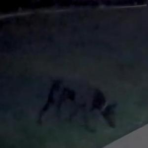 Image of Unknown, Found Dog