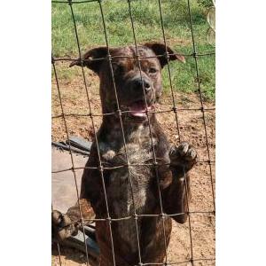 Image of Brendall, Lost Dog