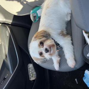 Image of Cody, Lost Dog