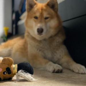 Image of Nala, Lost Dog