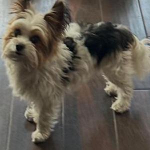 Lost Dog Astro