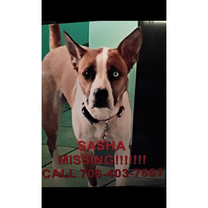 Image of Sasha, Lost Dog
