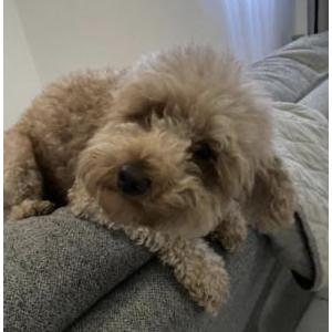 Image of Honey, Lost Dog