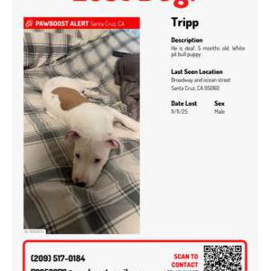 Image of Tripp, Lost Dog