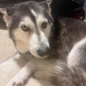 Image of Dakota, Lost Dog