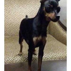 Image of marleigh, Lost Dog