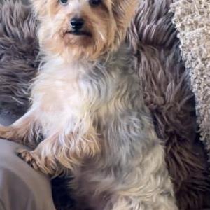 Image of Chloe, Lost Dog