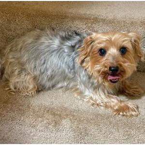 2nd Image of Chloe, Lost Dog