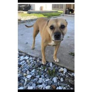 Image of Kalifa, Lost Dog