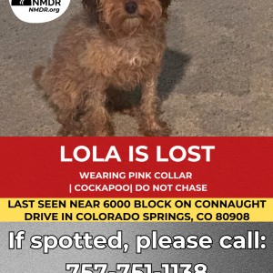 Image of Lola, Lost Dog