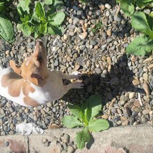 Image of Remi, Lost Dog