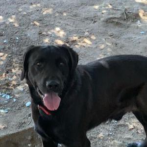 Image of Diesel, Lost Dog