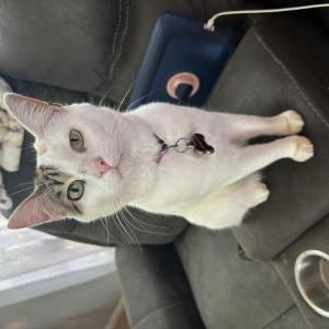 Image of Freya, Lost Cat