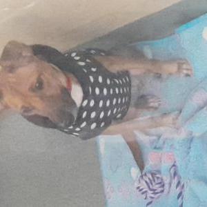 Image of Molly, Lost Dog