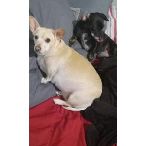 Image of Zoey, Lost Dog