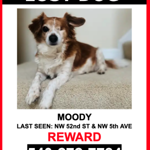 Image of Moody, Lost Dog