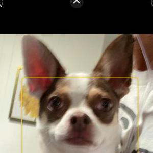 Image of Unknown, Found Dog