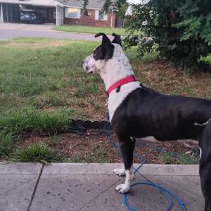 Image of Benji, Lost Dog