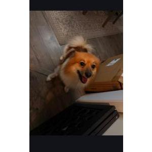 Image of Unknown, Found Dog