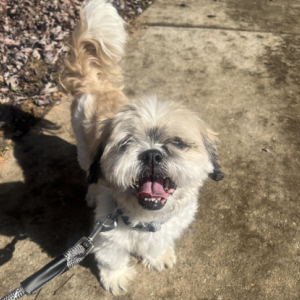 Image of Unknown, Found Dog