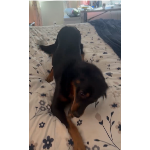 Image of Lady Bug, Lost Dog