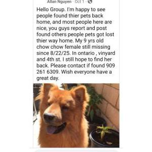 Lost Dog Lion