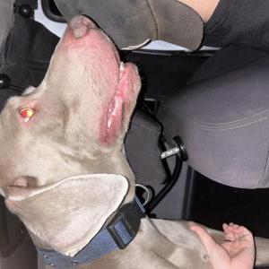 Image of unknown, Found Dog