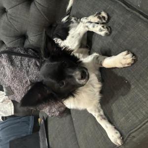 Image of Panda, Lost Dog