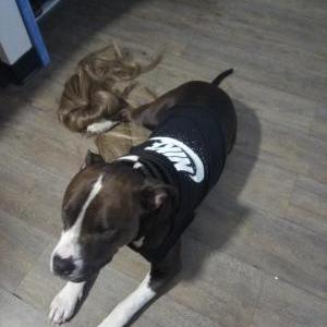 Image of Kash, Lost Dog