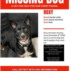 Image of Roxie, Lost Dog