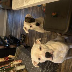 Image of Jack and manchas, Lost Dog