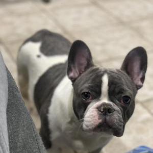 Image of Papi and mishka, Lost Dog